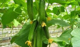 山东黄瓜爆料视频最新,揭秘田间地头的新鲜秘密